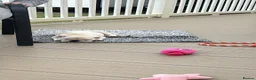French Bulldog dogs for sale: 🐾 French Bulldog Puppy – 12 Weeks Old 🐾 - Advert 4