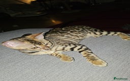 Bengal cats for sale: Bengal kitten - Image 2