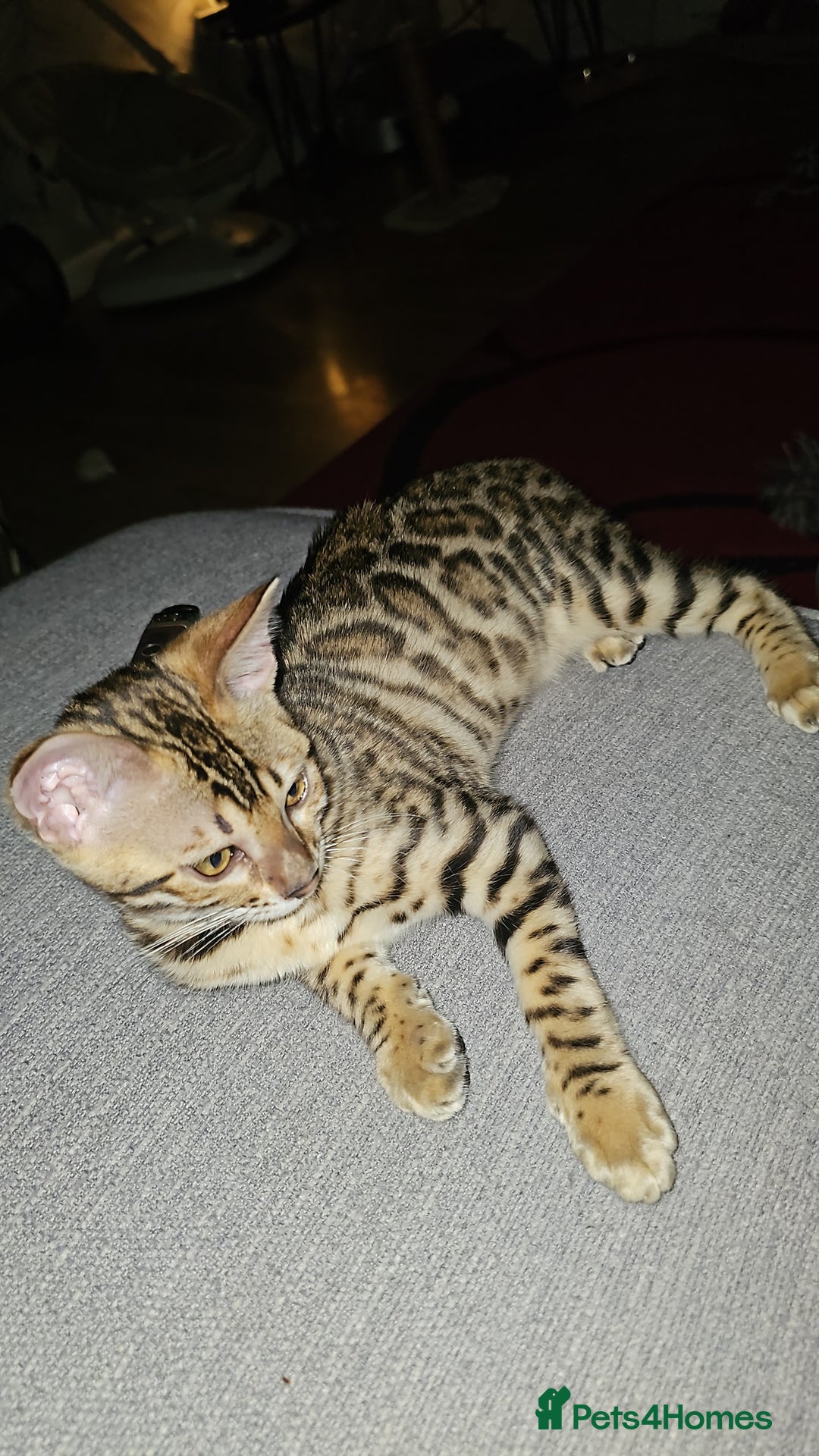 Bengal cats for sale: Bengal kitten - Image 2