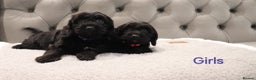 Cockapoo dogs for sale: Beautiful Cockapoos looking for their forever home - Advert 13