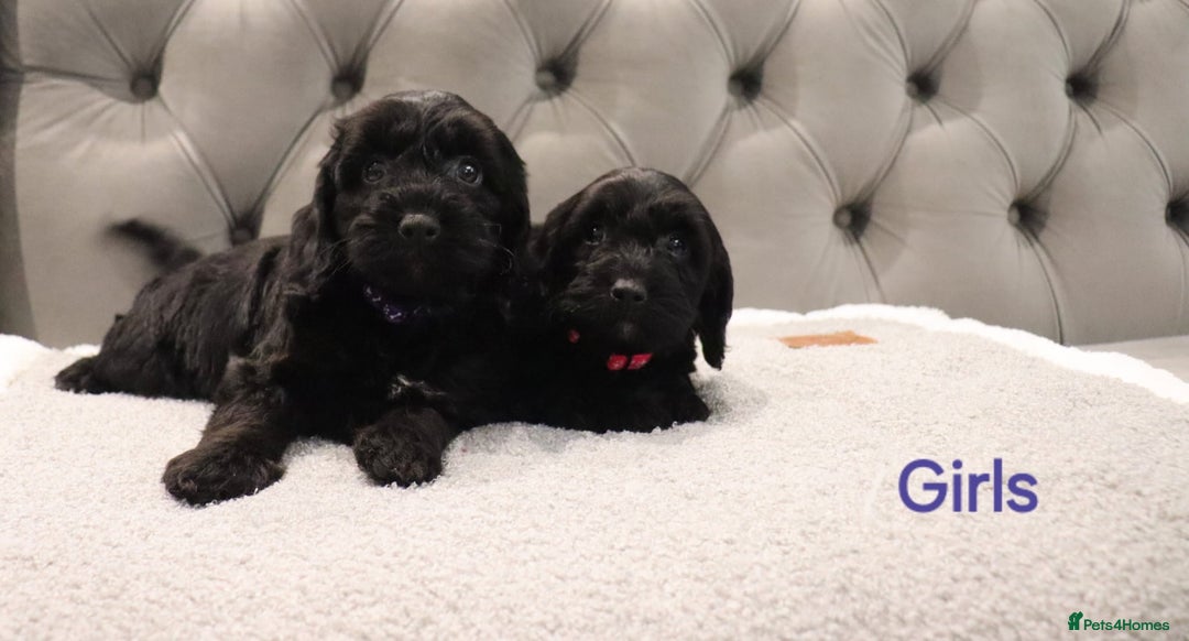 Cockapoo dogs for sale: Beautiful Cockapoos looking for their forever home - Advert 13