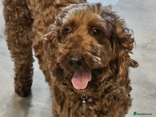 Irish Doodle dogs Irish doodle girl - Advert 2