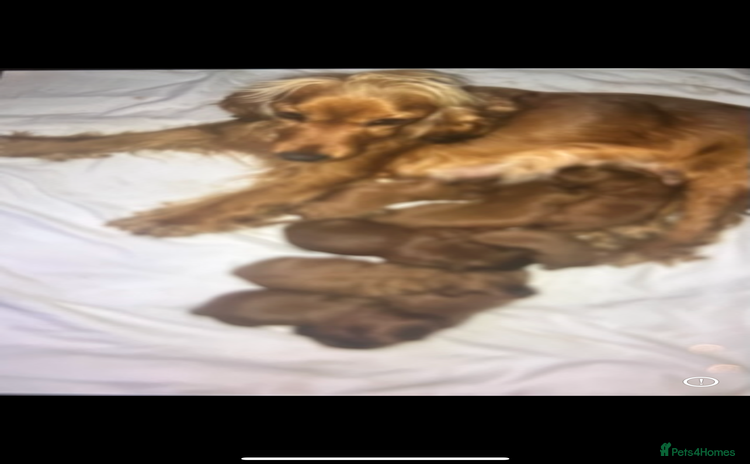 Cockapoo dogs - Advert 11