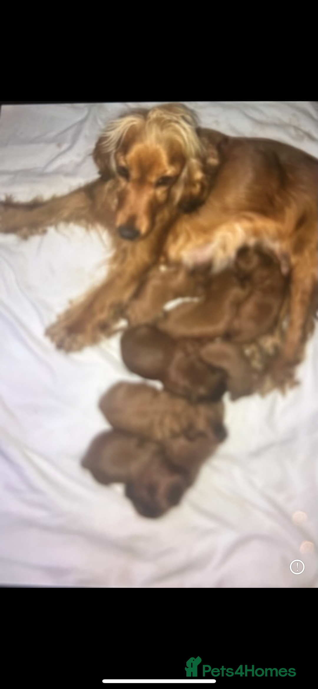 Cockapoo dogs for sale: One boy - Image 1