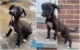 Mixed Breed dogs for sale: wheaten bull saluki whippet greyhounds - Image 2