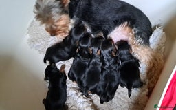 Yorkshire Terrier dogs for sale: Pedigree Yorkshire terrier puppy's  - Advert 10