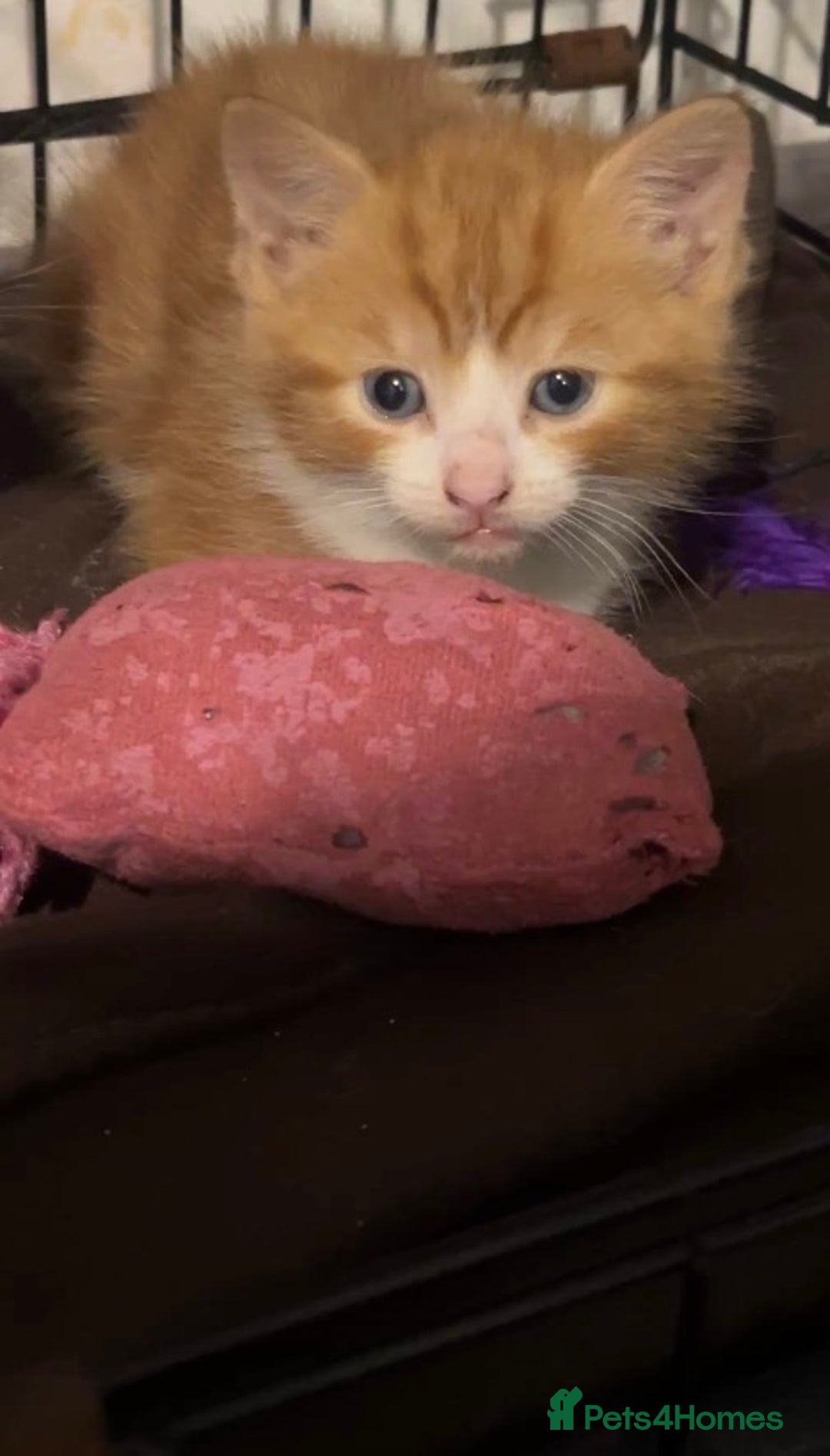 Mixed Breed cats for sale: Kittens ready now - Advert 4