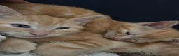 Mixed Breed cats for sale: Ginger Tabby Kittens - Advert 3