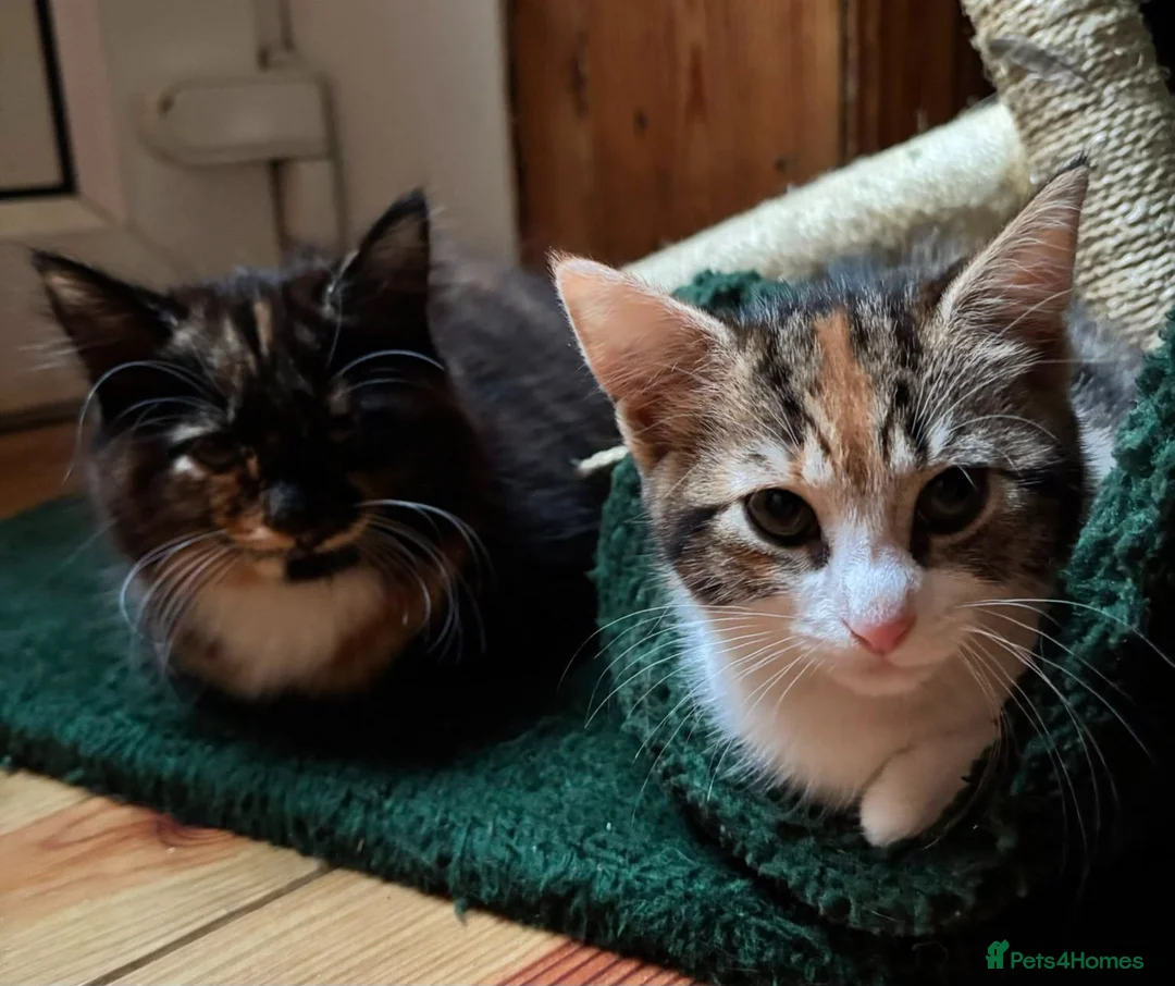 Mixed Breed cats for sale: Two gorgeous kittens looking for a home.  - Advert 1