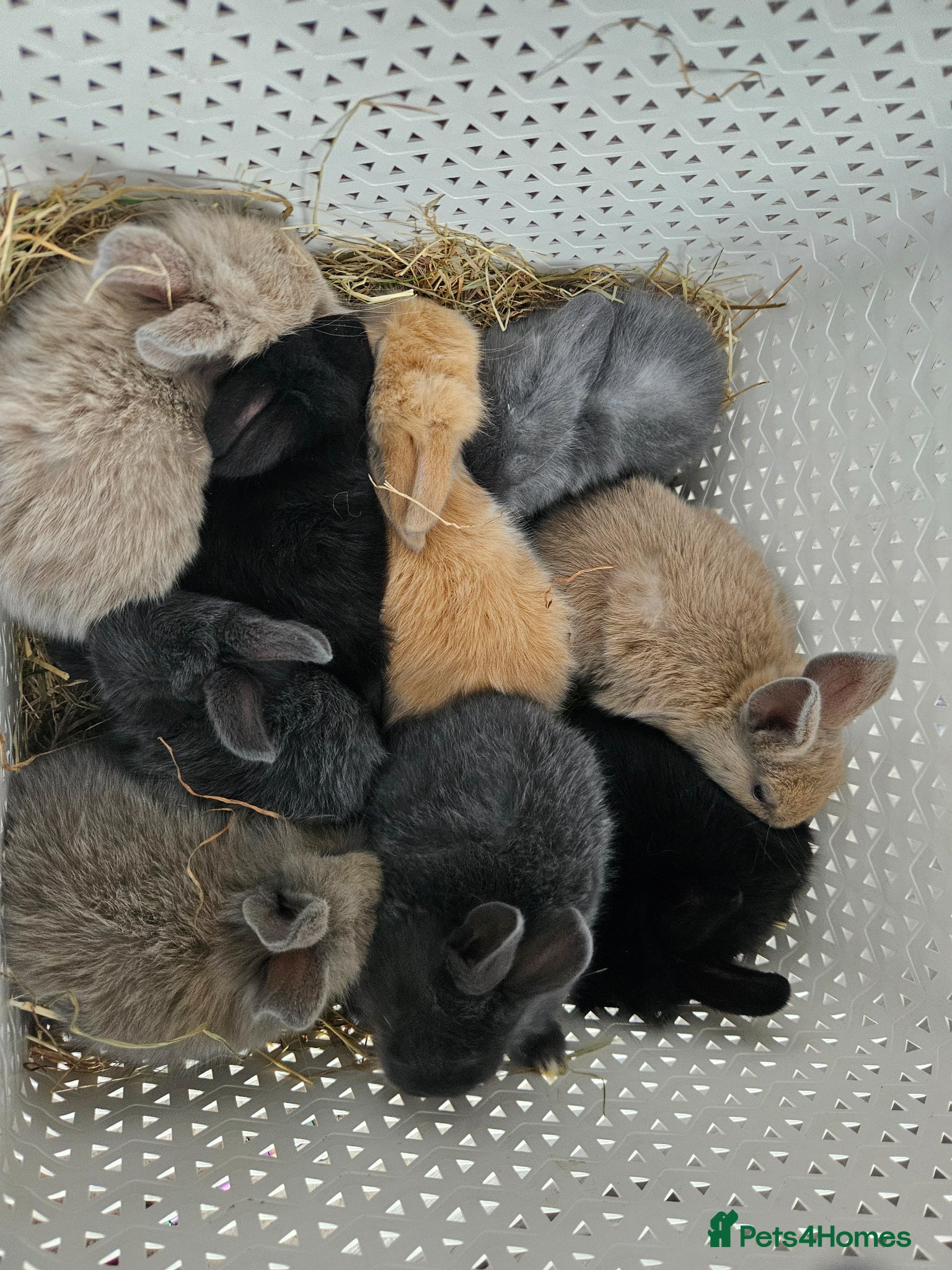 Mixed Breed rabbits for sale: Baby bunny's  - Advert 1