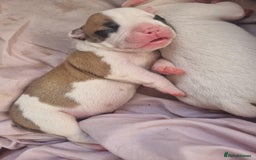 American Bulldog dogs for sale: American Bulldog puppies - Image 15