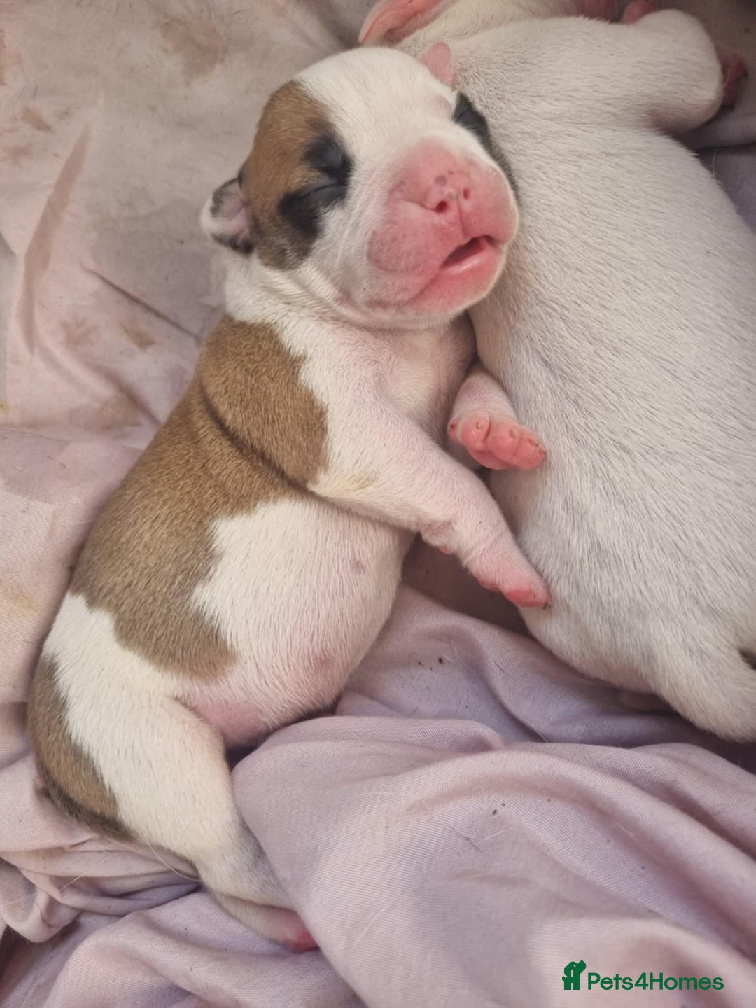 American Bulldog dogs for sale: American Bulldog puppies - Image 15