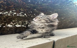 Ragdoll cats for sale: Beautiful Ragdoll Mix Kittens - Image 8
