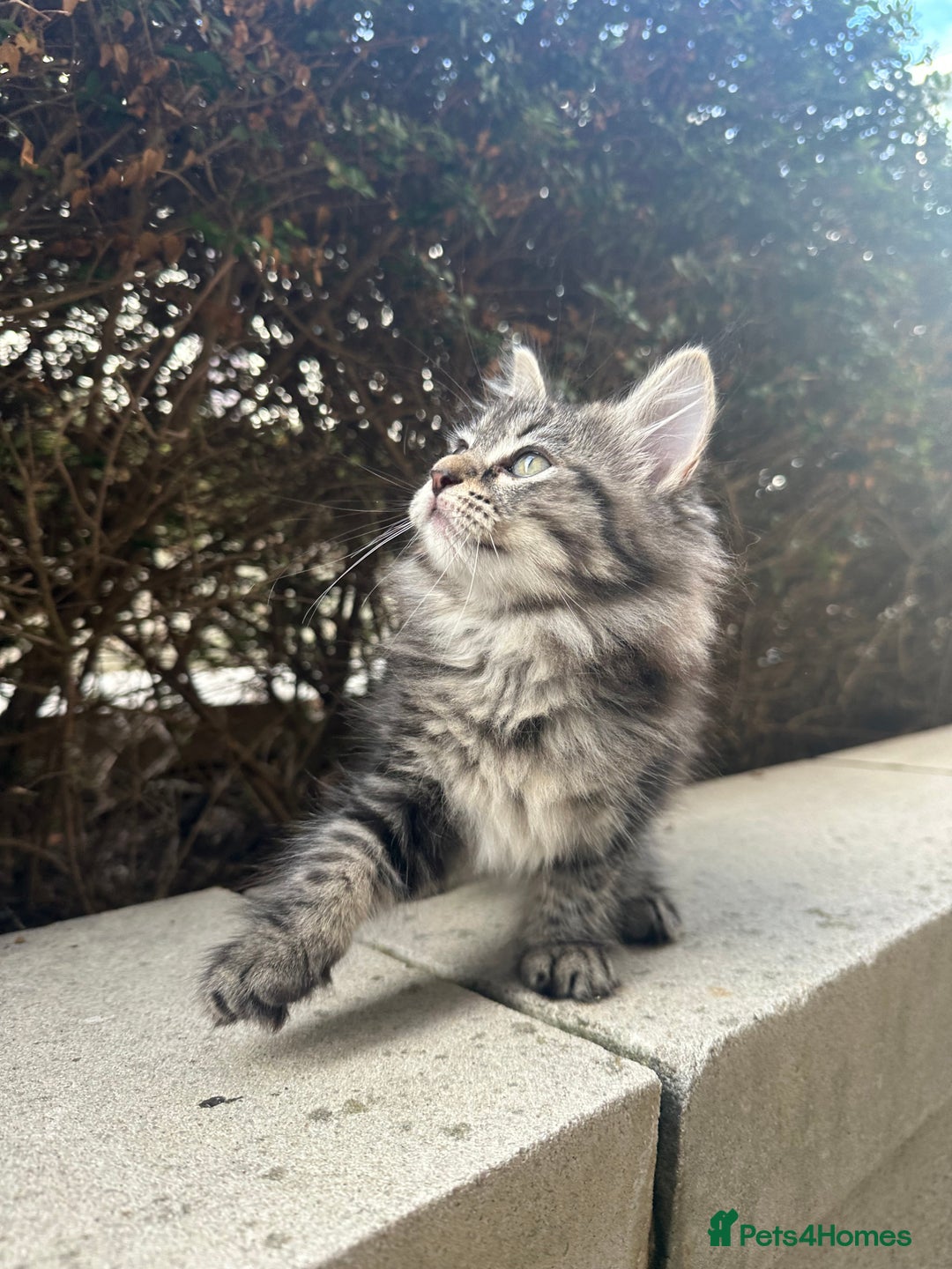 Ragdoll cats for sale: Beautiful Ragdoll Mix Kittens - Image 8