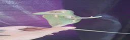 Chameleon reptiles for sale: Veiled chameleons  - Advert 14