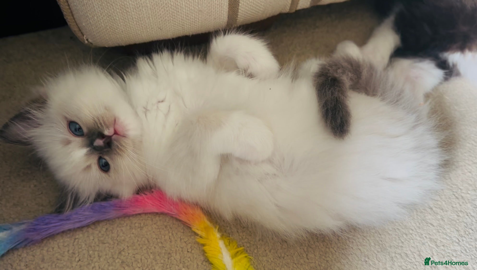 Ragdoll cats BLUE POINT RAGDOLL GIRL - Advert 1