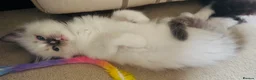 Ragdoll cats for sale: BLUE POINT RAGDOLL GIRL - Advert 1