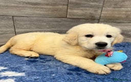 Golden Retriever dogs for sale: 1 boy available KC Reg Golden Retriever  - Image 3