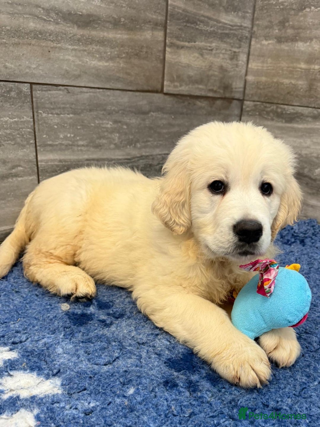 Golden Retriever dogs for sale: 1 boy available KC Reg Golden Retriever  - Image 3