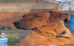 Rhodesian Ridgeback dogs for sale: Exquisite litter Rhodesian Ridgebacks - Image 12