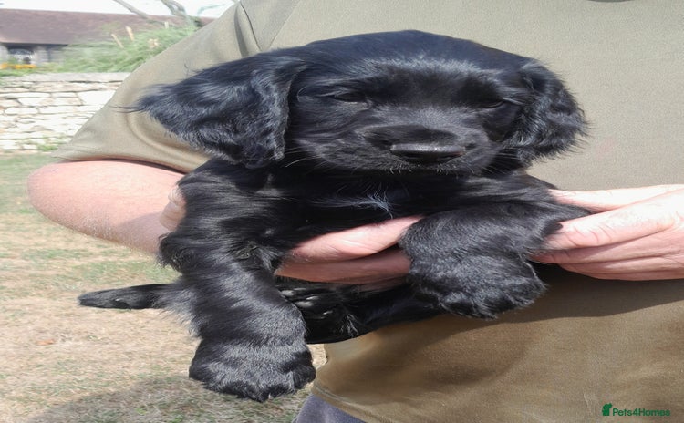 Cocker Spaniel dogs - Advert 6