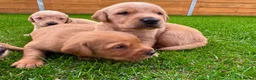 Goldador dogs for sale: Beautiful Golden Goldador Babies 🐾🐾🐾 - Advert 11