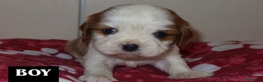 Cavalier King Charles Spaniel Puppy 1