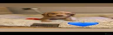 Cocker Spaniel 5