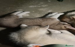 Siberian Husky dogs for sale: 1 male husky puppy white  - Image 3