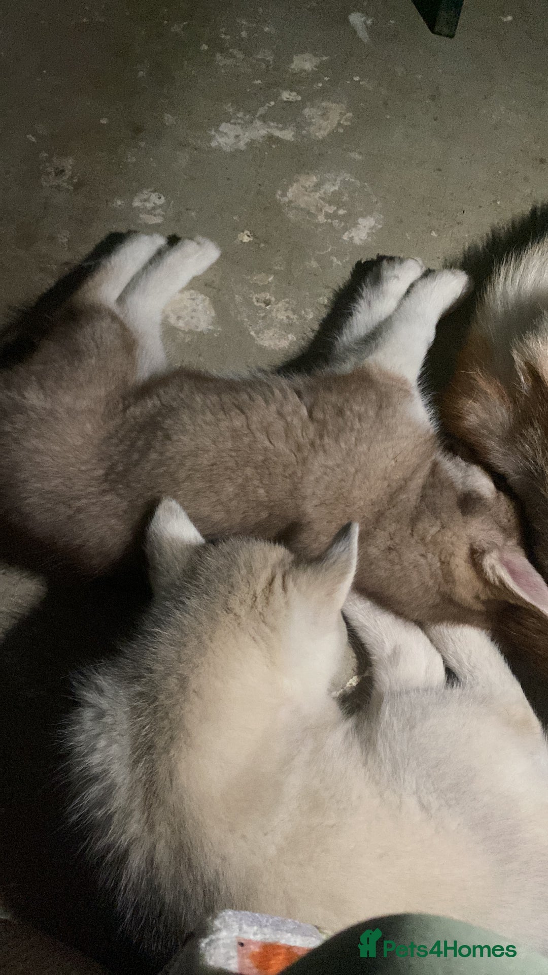 Siberian Husky dogs for sale: 1 male husky puppy white  - Image 3
