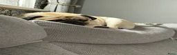 Pug dogs for sale: Fawn pug  - Advert 2