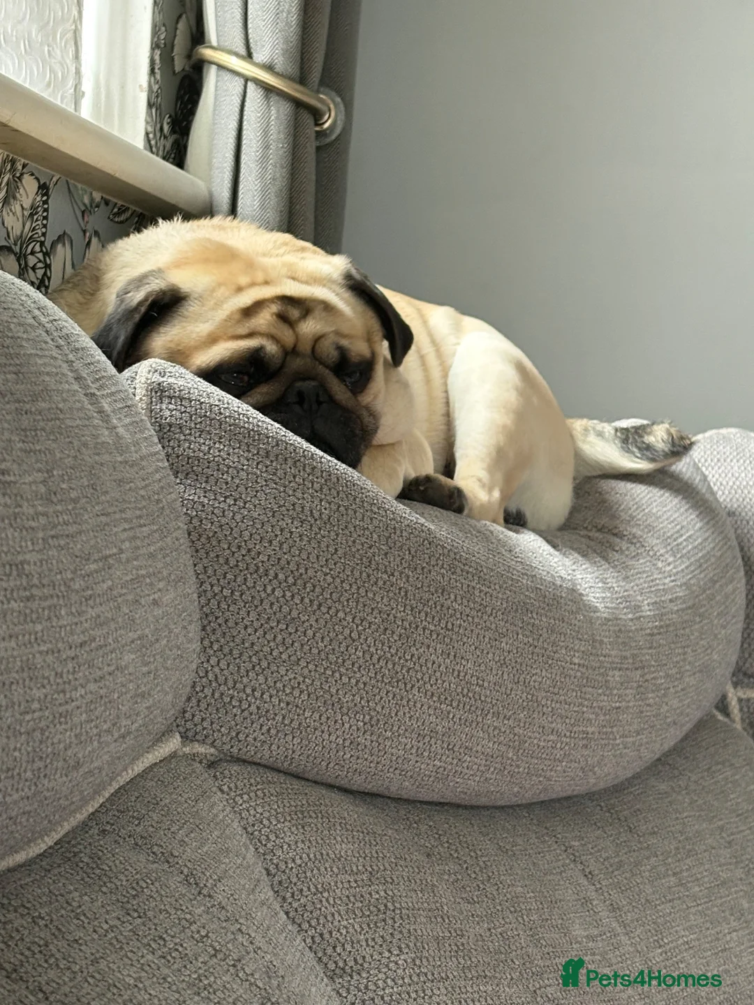 Pug dogs for sale: Fawn pug  - Advert 2