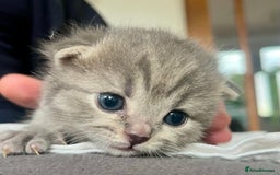 Scottish Fold cats for sale: Adorable rare silver tabby/lilac tabby kittens 🐾 - Image 16
