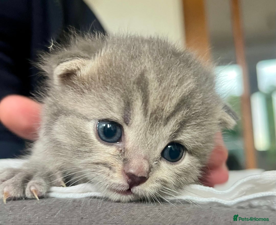 Scottish Fold cats for sale: Adorable rare silver tabby/lilac tabby kittens 🐾 - Image 16