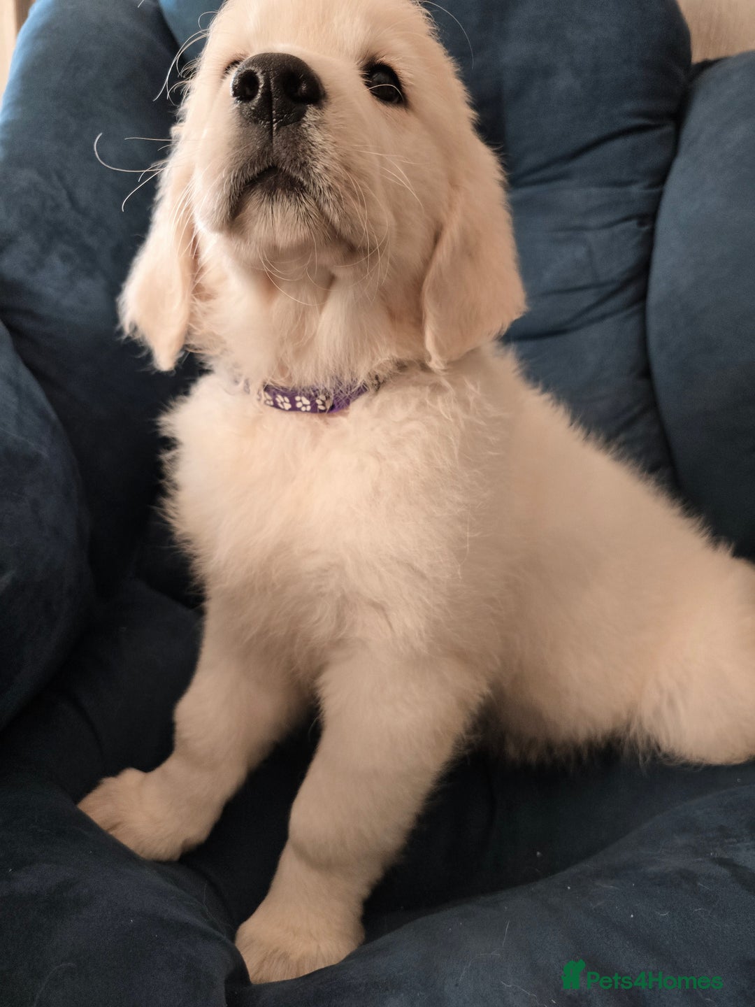 Golden Retriever dogs for sale: Outstanding KC cream golden Retriever puppies in Boston - Image 5