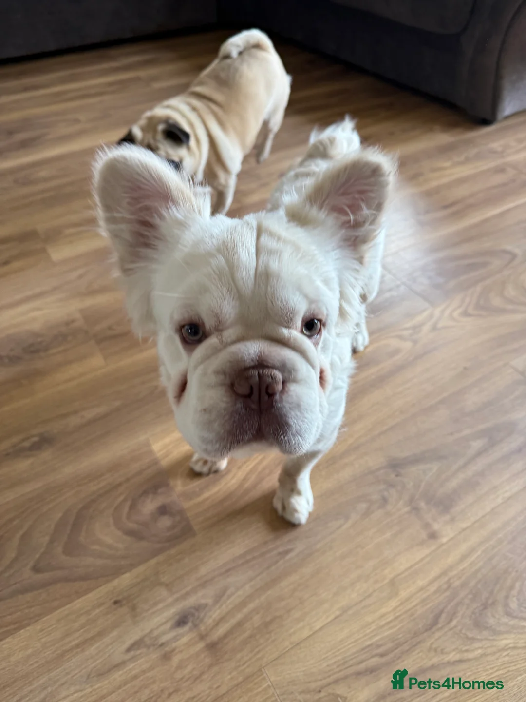 French Bulldog dogs for sale: Long haired French Bulldog  in Lydney - Advert 1