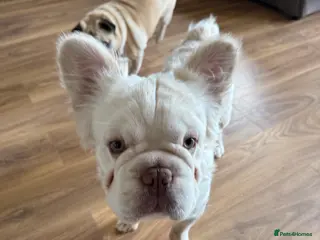 French Bulldog dogs Long haired French Bulldog in Lydney - Advert 1