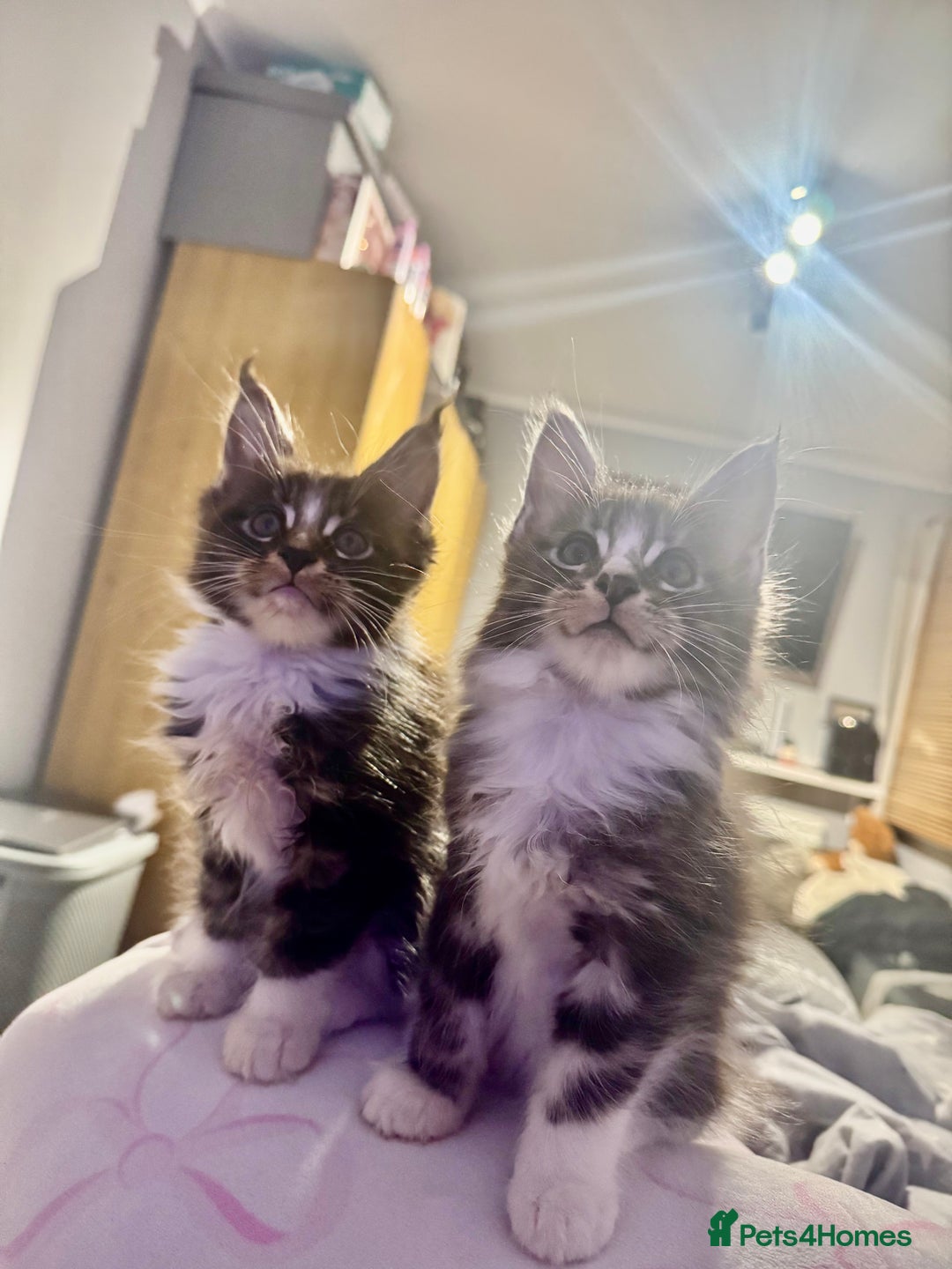 Maine Coon cats for sale: Full Maine Coon for sale - Advert 1