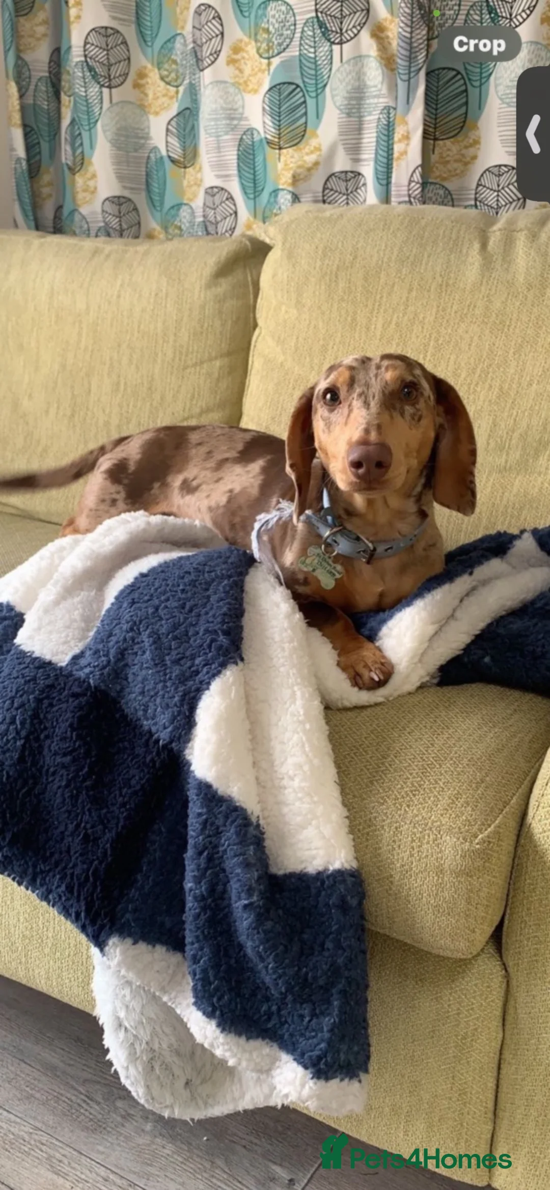 Dachshund dogs for stud: Dapple dachshund for stud in Croydon - Advert 2