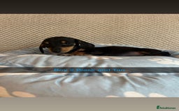 Miniature Dachshund dogs for sale: ***rainbow litter🌈*** - Image 4