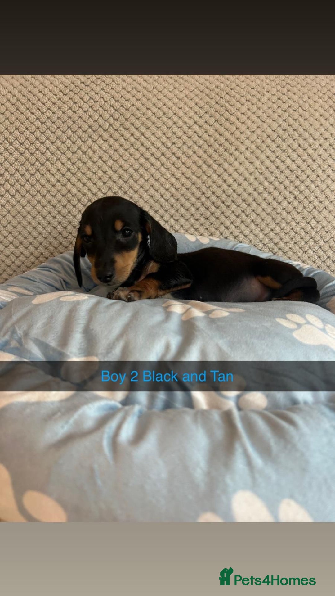 Miniature Dachshund dogs for sale: ***rainbow litter🌈*** - Image 4