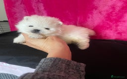 Pomeranian dogs for sale: Stunning Kc-reg boys 🌟🌟🌟🌟🌟 - Image 6