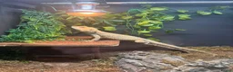 Bearded Dragon reptiles for sale: Bearded dragon and full set up - Advert 5