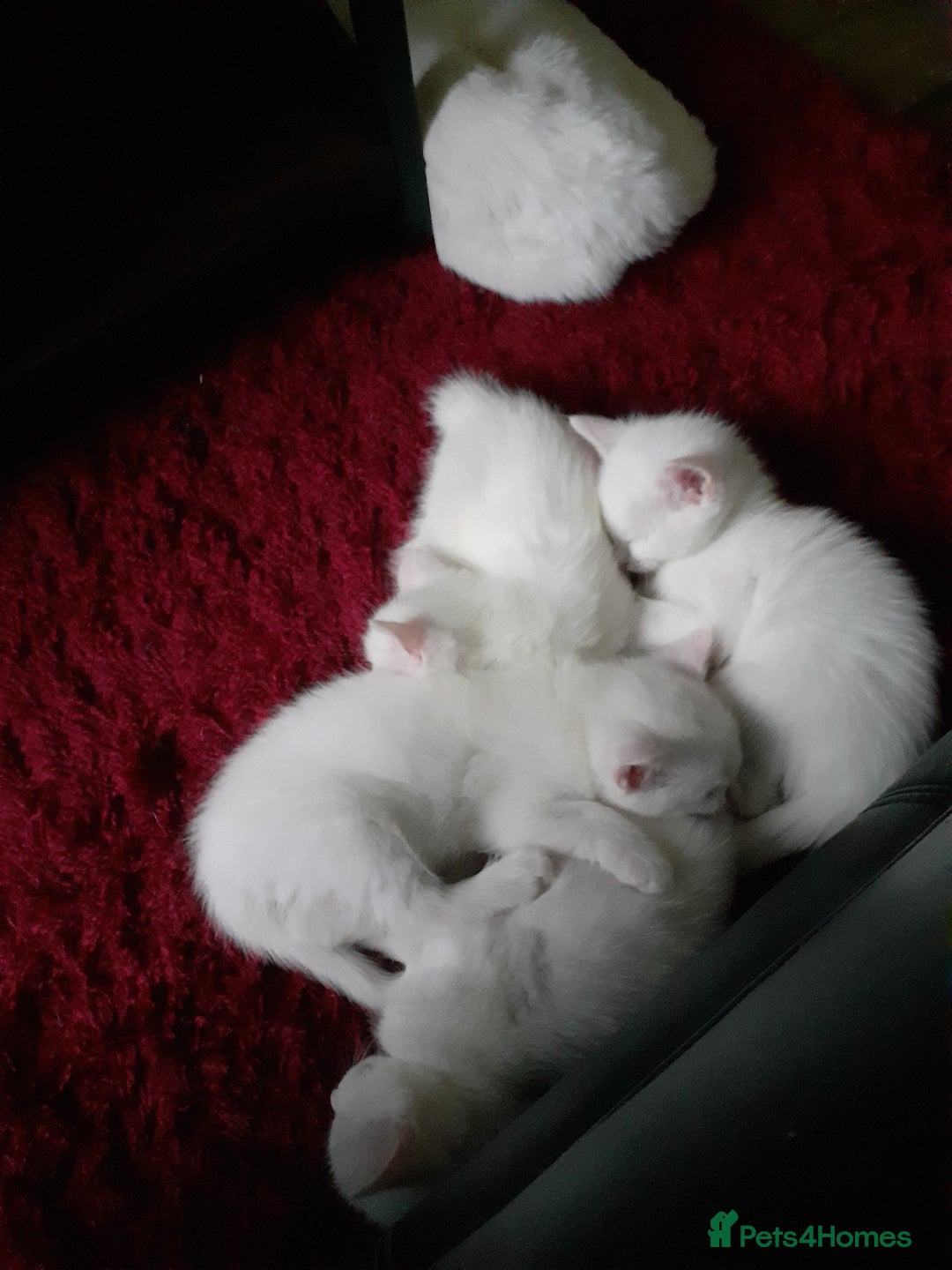 Khao Manee cats for sale: Khao manee  - Advert 7