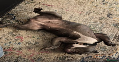 French Bulldog dogs Beautiful Blue French Bulldog – Female - Advert 10