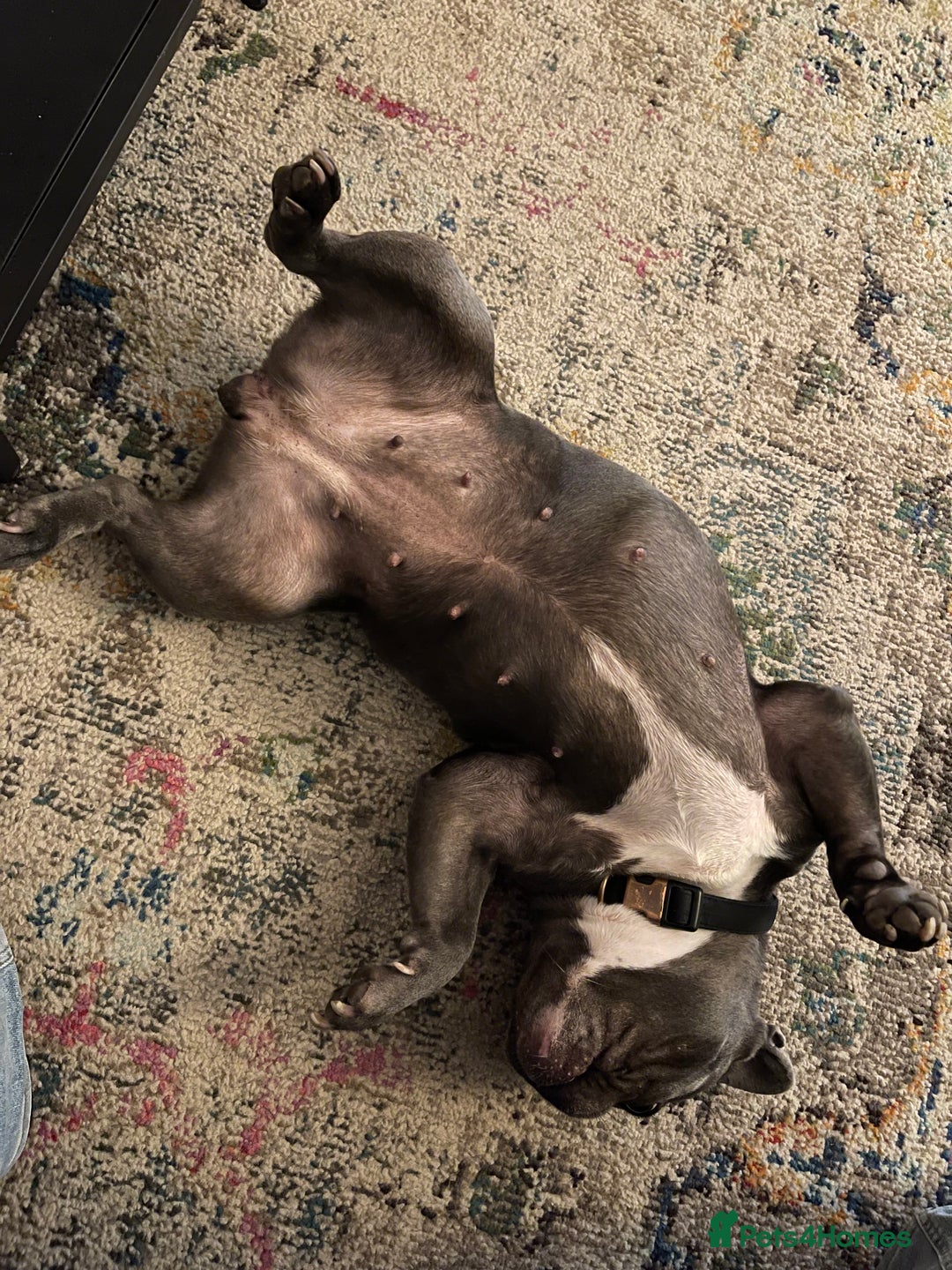 French Bulldog dogs for sale: Beautiful Blue French Bulldog – Female - Advert 3