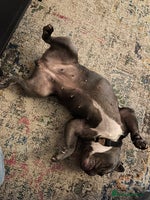 French Bulldog dogs Beautiful Blue French Bulldog – Female - Advert 3