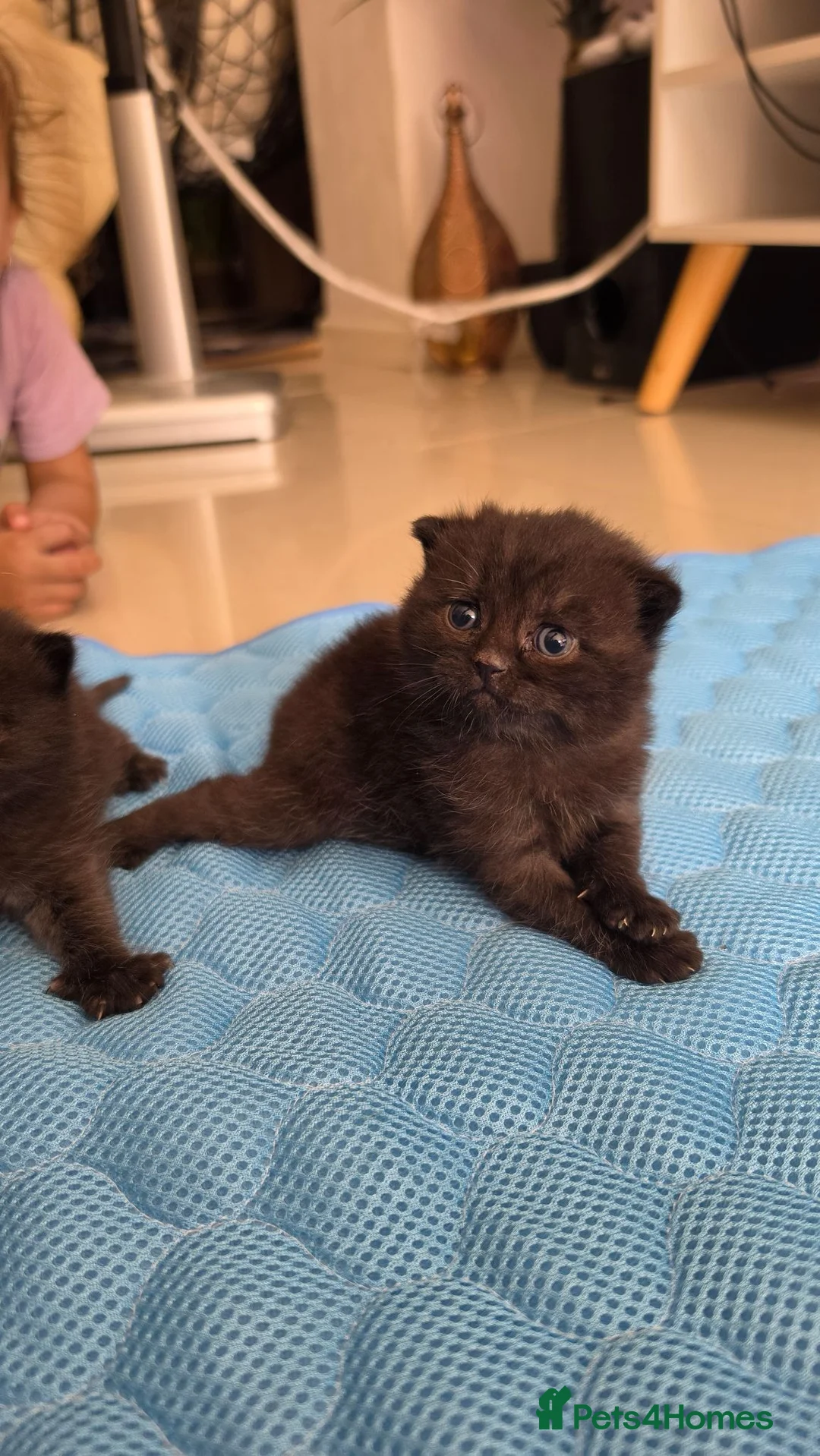 Scottish Fold cats for sale: Scottish fold kittens  - Advert 2