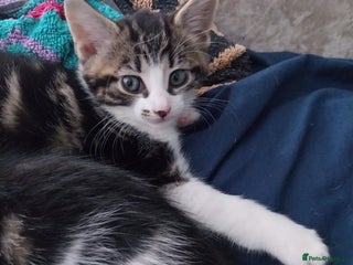 Mixed Breed cats - Advert 18