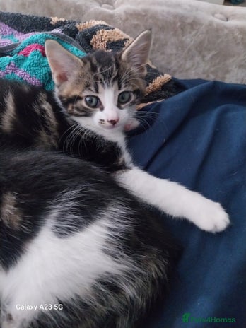 Mixed Breed cats - Advert 18